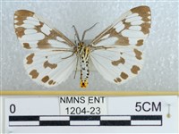 粉蝶燈蛾藏品圖，第2張