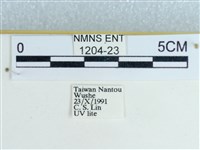 粉蝶燈蛾藏品圖，第3張