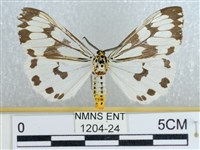 粉蝶燈蛾藏品圖，第1張