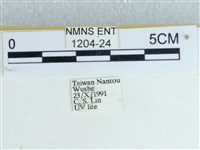 粉蝶燈蛾藏品圖，第3張