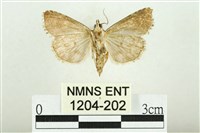 白斑散紋夜蛾藏品圖，第2張