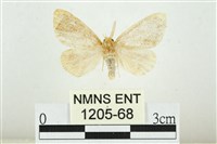 黑翅黃毒蛾藏品圖，第1張