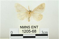 黑翅黃毒蛾藏品圖，第2張