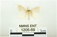 黑翅黃毒蛾藏品圖，第2張