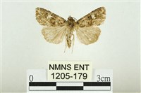 白斑散紋夜蛾藏品圖，第1張