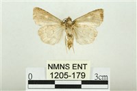 白斑散紋夜蛾藏品圖，第2張