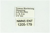 白斑散紋夜蛾藏品圖，第3張