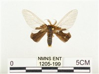 榕透翅毒蛾藏品圖，第1張