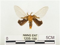 榕透翅毒蛾藏品圖，第2張