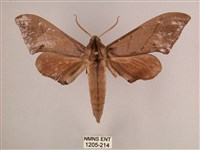 直翅六點天蛾藏品圖，第1張