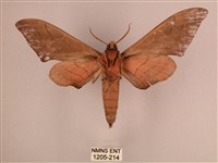 直翅六點天蛾藏品圖，第2張