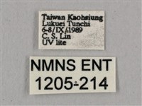 直翅六點天蛾藏品圖，第3張