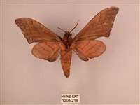 直翅六點天蛾藏品圖，第2張