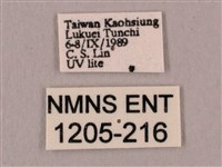 直翅六點天蛾藏品圖，第3張