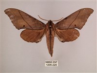 直翅六點天蛾藏品圖，第1張