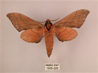 直翅六點天蛾藏品圖，第2張