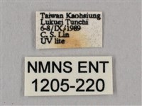 直翅六點天蛾藏品圖，第3張