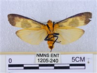 閃光苔蛾藏品圖，第2張