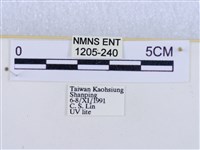 閃光苔蛾藏品圖，第3張