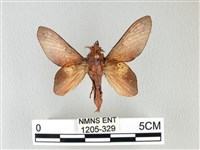 緣斑枯葉蛾藏品圖，第1張