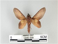 緣斑枯葉蛾藏品圖，第2張