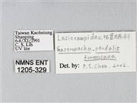 緣斑枯葉蛾藏品圖，第3張