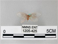 臺灣卵翅蛾藏品圖，第2張