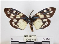 蓬萊茶斑蛾藏品圖，第2張