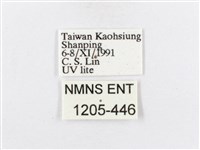 蓬萊茶斑蛾藏品圖，第3張