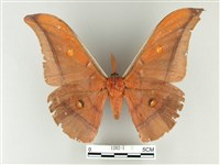 紅目天蠶蛾藏品圖，第1張