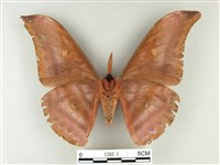 紅目天蠶蛾藏品圖，第2張