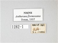 紅目天蠶蛾藏品圖，第3張