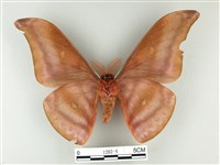 紅目天蠶蛾藏品圖，第2張