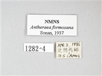 紅目天蠶蛾藏品圖，第3張