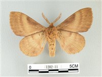 波紋枯葉蛾藏品圖，第2張