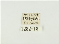 史氏狹翅螢斑蛾藏品圖，第3張