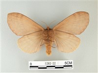 波紋枯葉蛾藏品圖，第2張