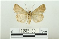 白斑散紋夜蛾藏品圖，第2張