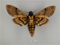 鬼臉天蛾藏品圖，第2張