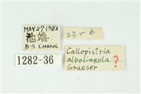 白斑散紋夜蛾藏品圖，第3張