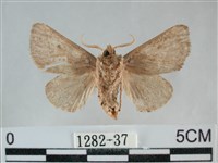 扁刺蛾藏品圖，第2張