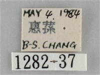 扁刺蛾藏品圖，第3張