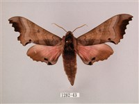 桃紅六點天蛾藏品圖，第1張