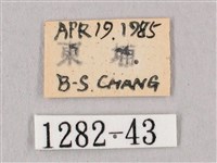 桃紅六點天蛾藏品圖，第3張