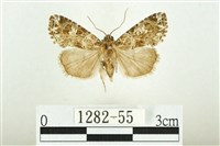 白斑散紋夜蛾藏品圖，第1張