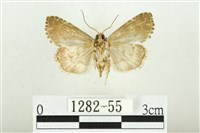 白斑散紋夜蛾藏品圖，第2張