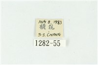 白斑散紋夜蛾藏品圖，第3張