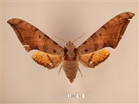 臺灣鷹翅天蛾藏品圖，第1張