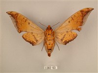 臺灣鷹翅天蛾藏品圖，第2張