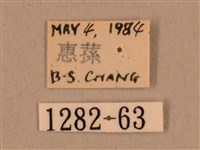 臺灣鷹翅天蛾藏品圖，第3張